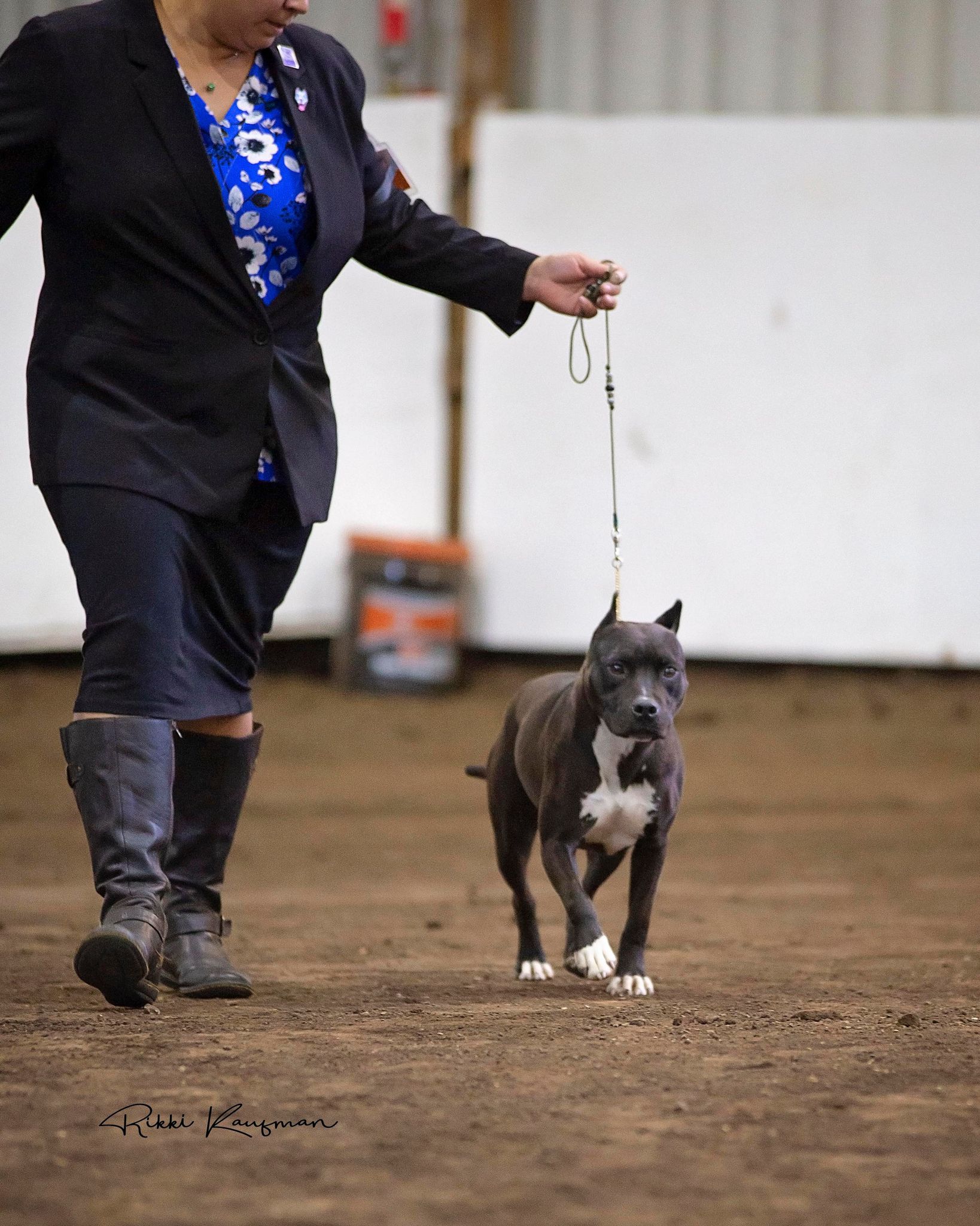 top american pit bul terrier breeder in the USA