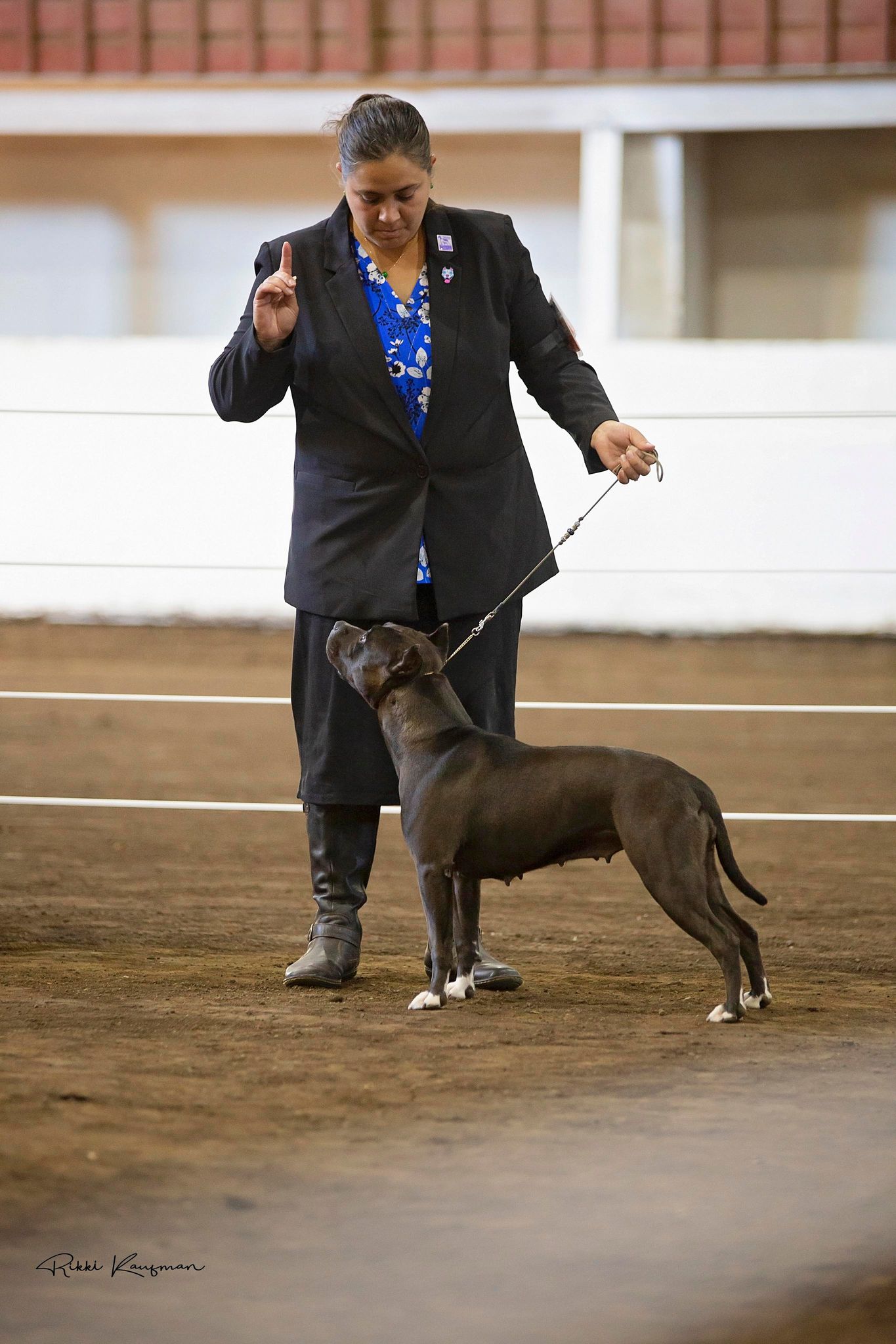 top american pit bul terrier breeder in the USA