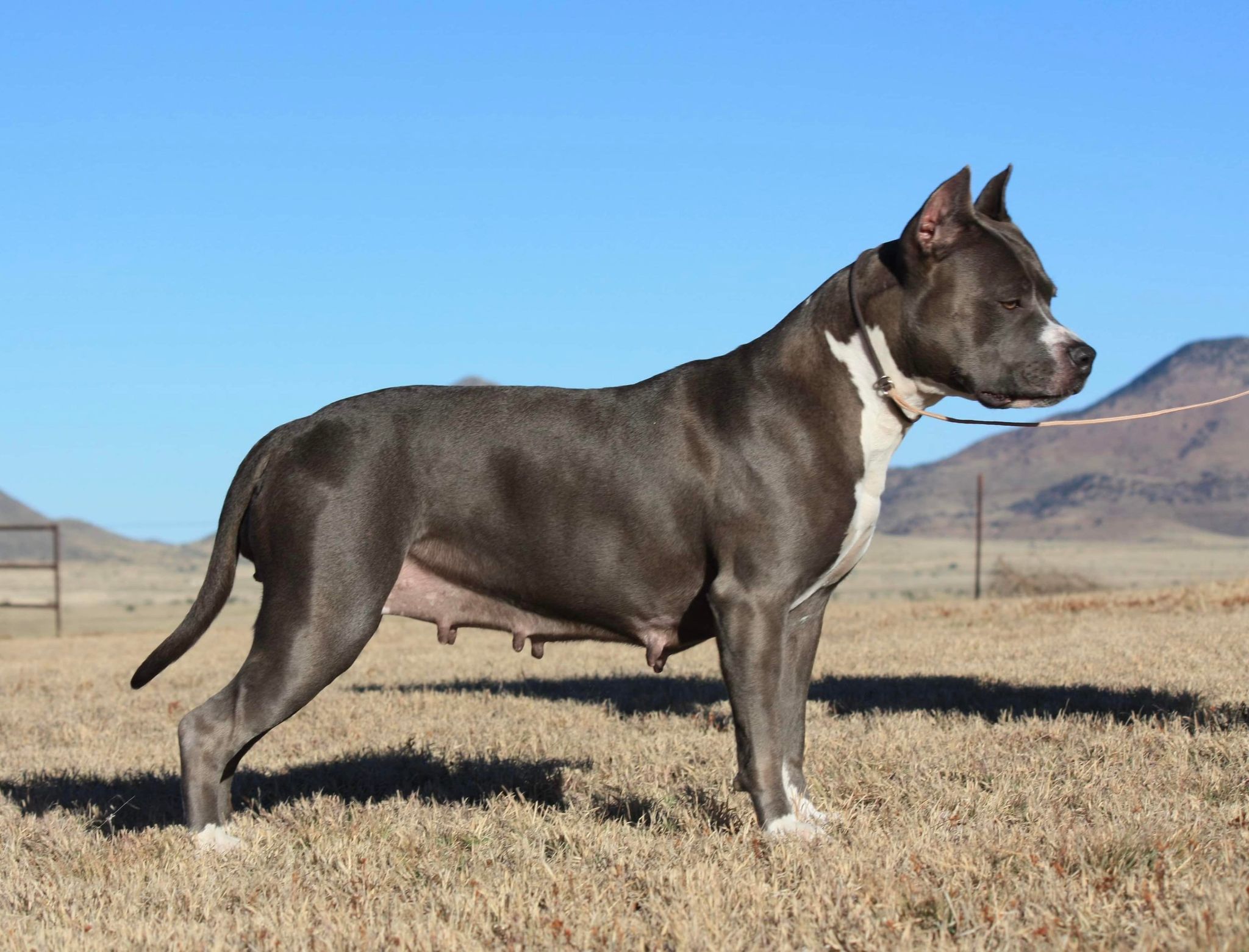 american pit bull terrier puppies for sale in tucson arizona
