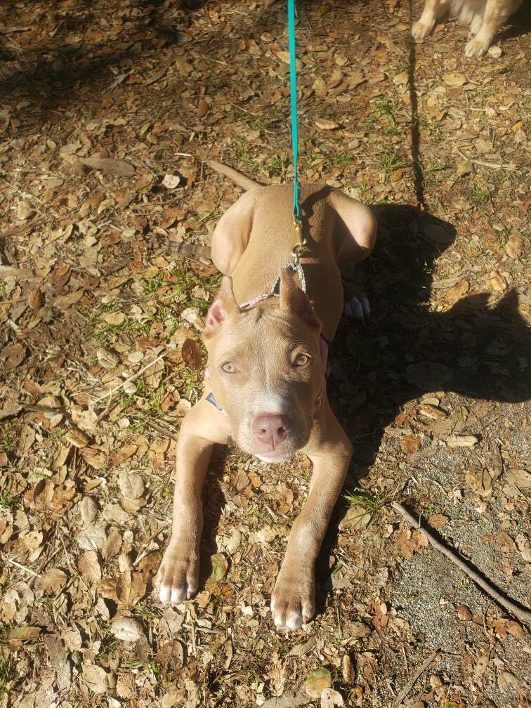 rednose american pit bull terrier puppy in california