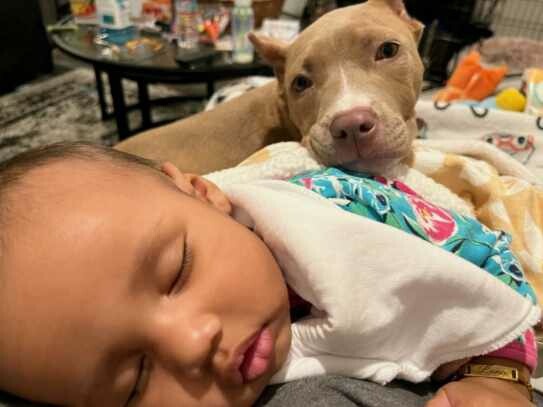 Rednose American pit bull terrier puppies available in tucson arizona