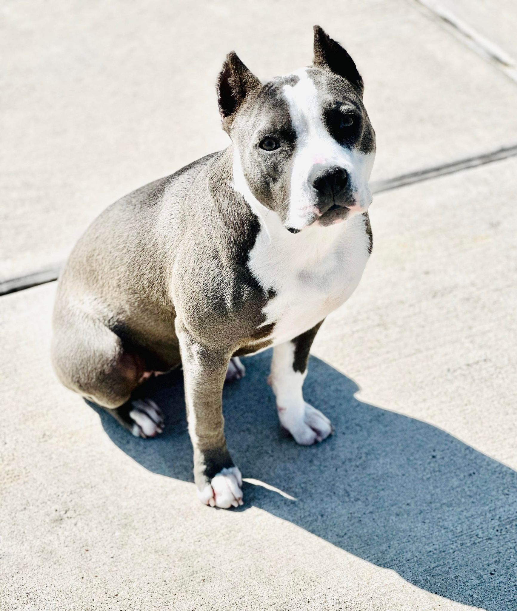 blue nose American pit bull terrier puppies available in tucson arizona