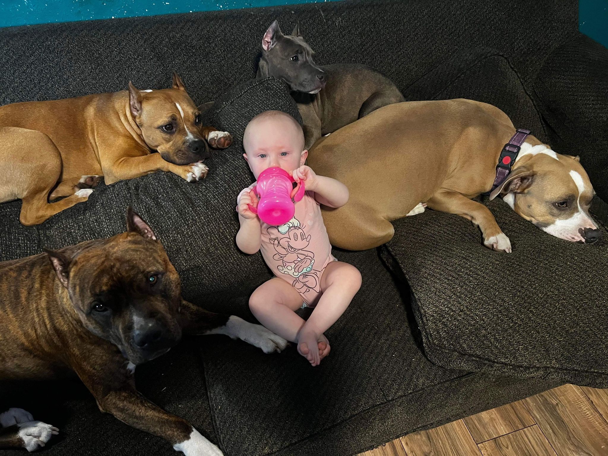 pit bulls with kids