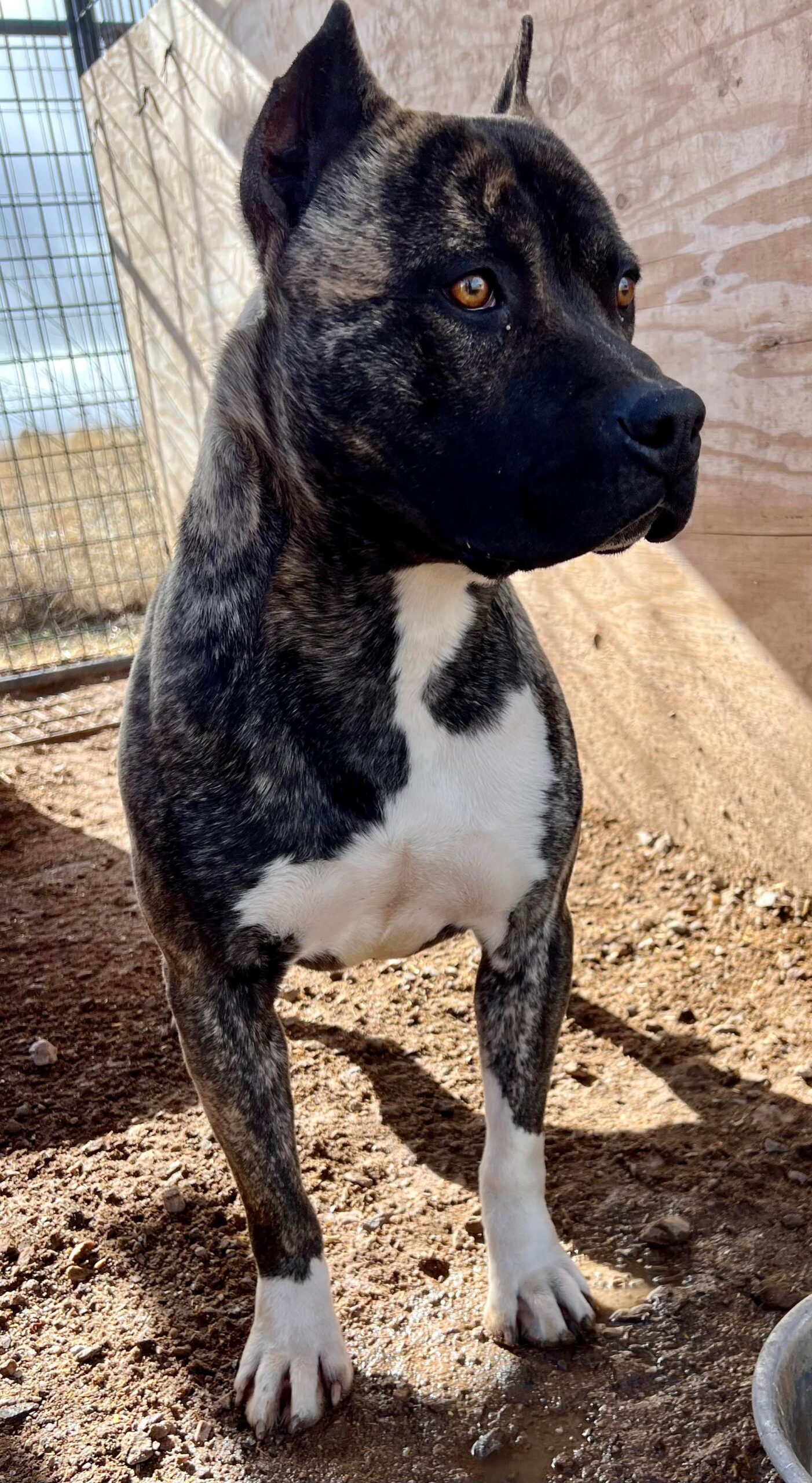 American pit bull terrier puppies available in tucson arizona