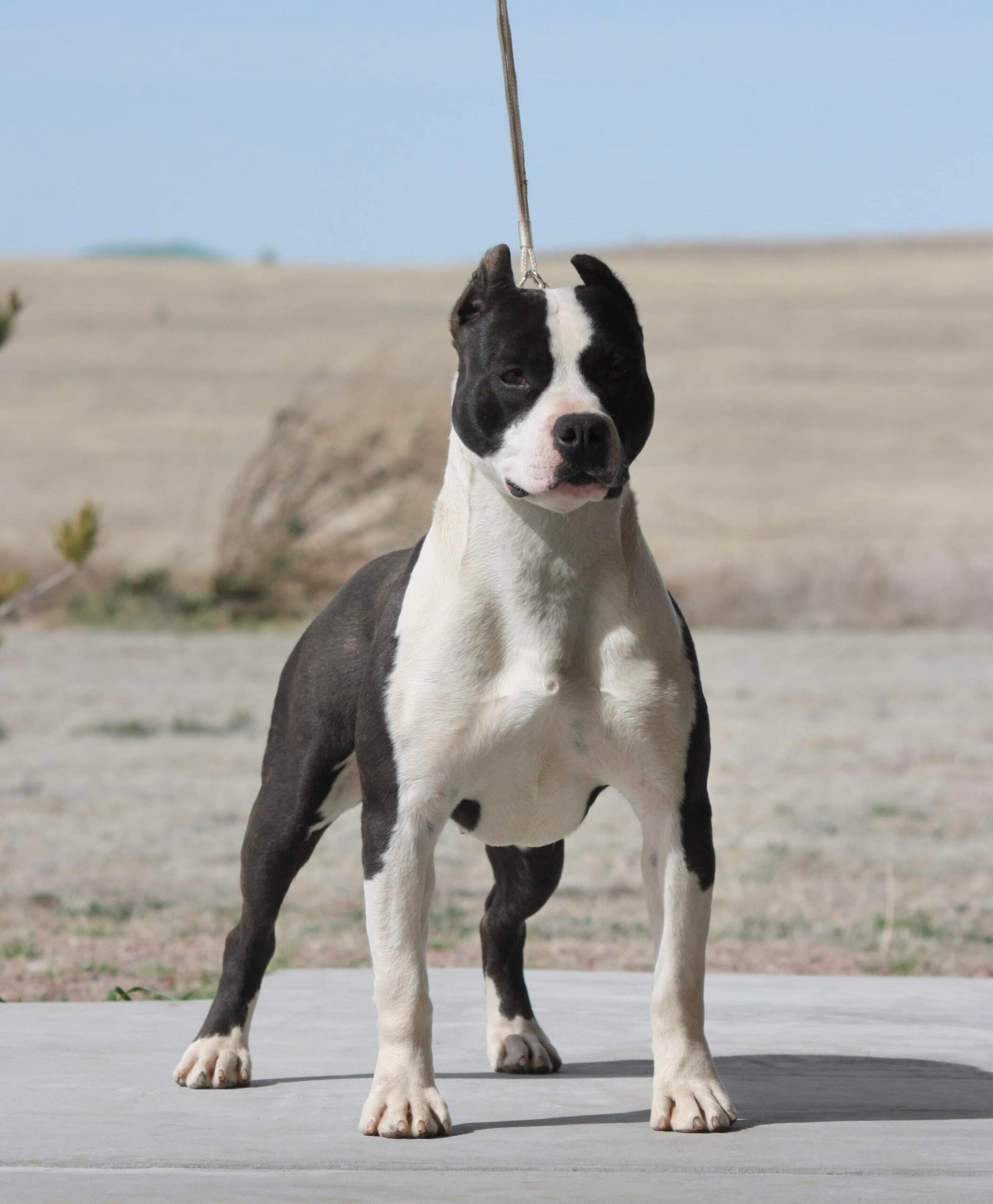 American pit bull terrier puppies available in tucson arizona