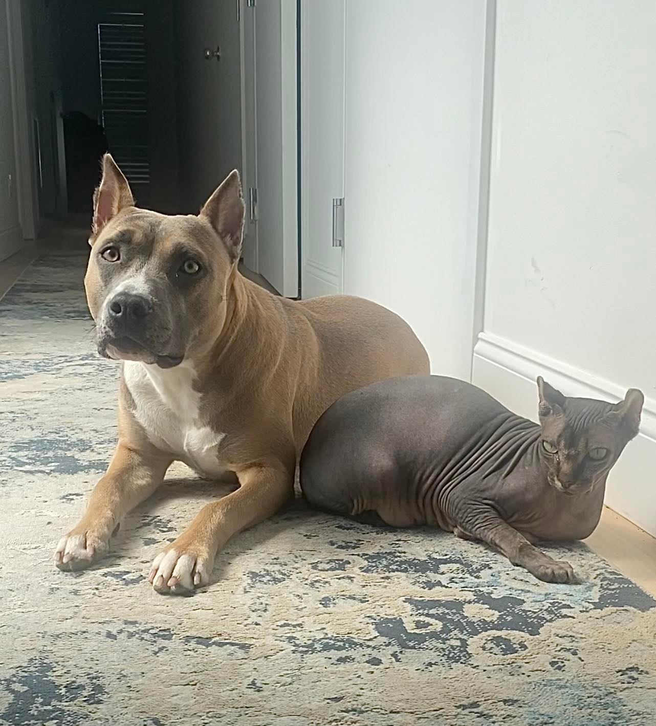 Can pit bulls live with cats?