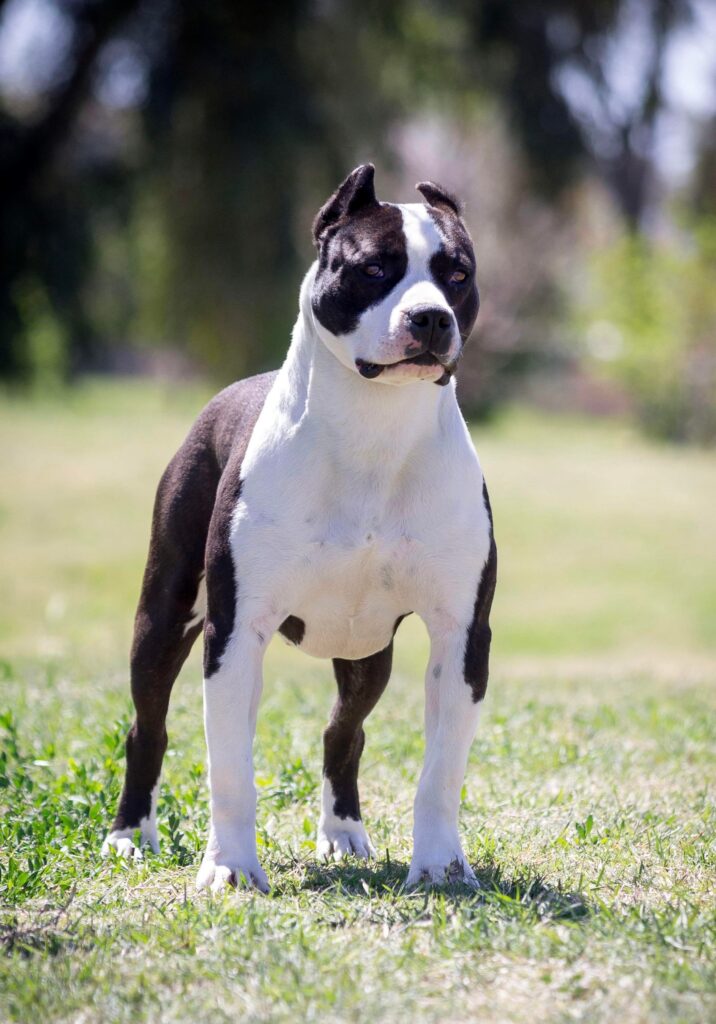 Top American pit bull terrier breeder in the USA
