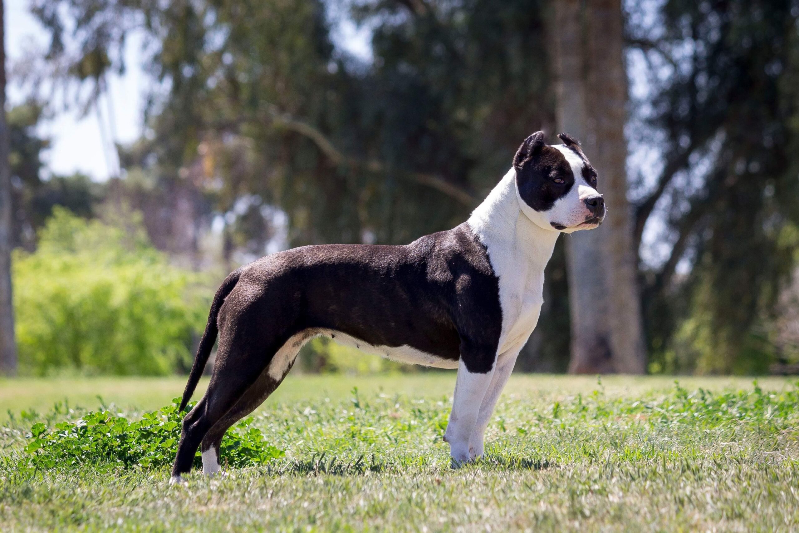 Top American pit bull terrier breeder in the USA