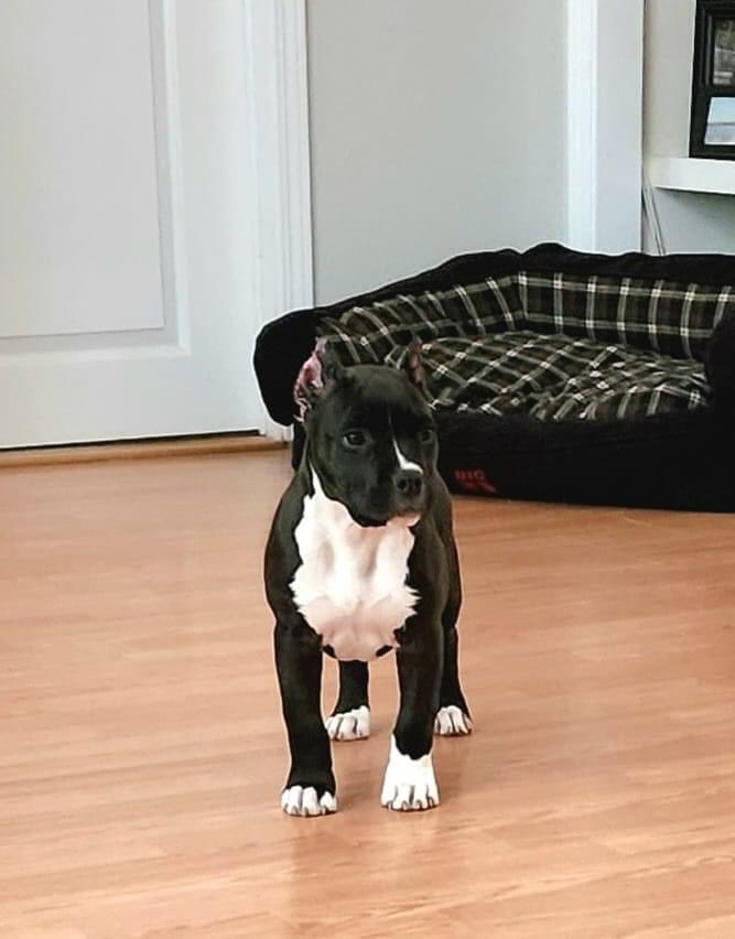 american pit bull terrier puppy in Nevada