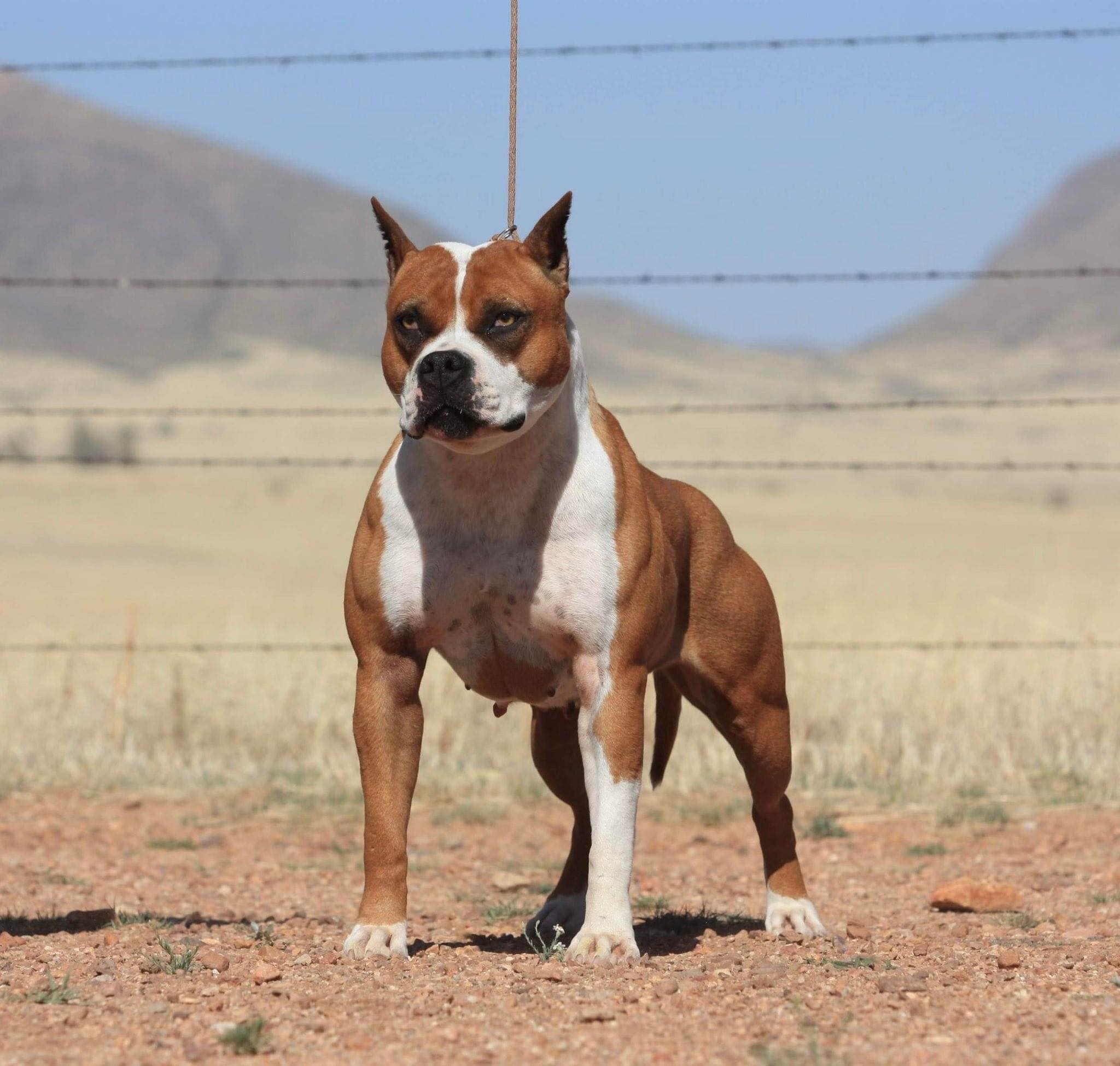 Red american pit bull terrier