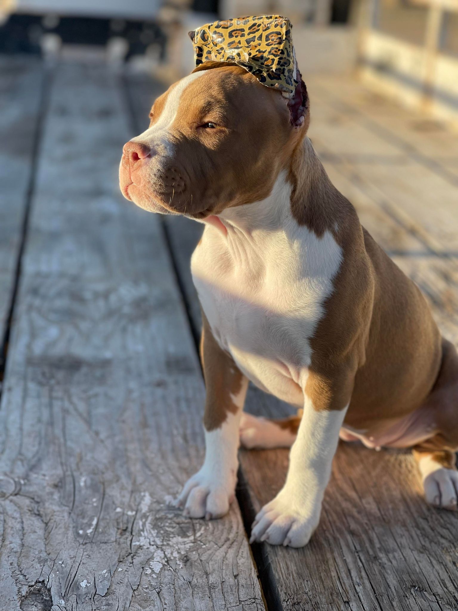 american pit bull terrier puppies for sale in arizona