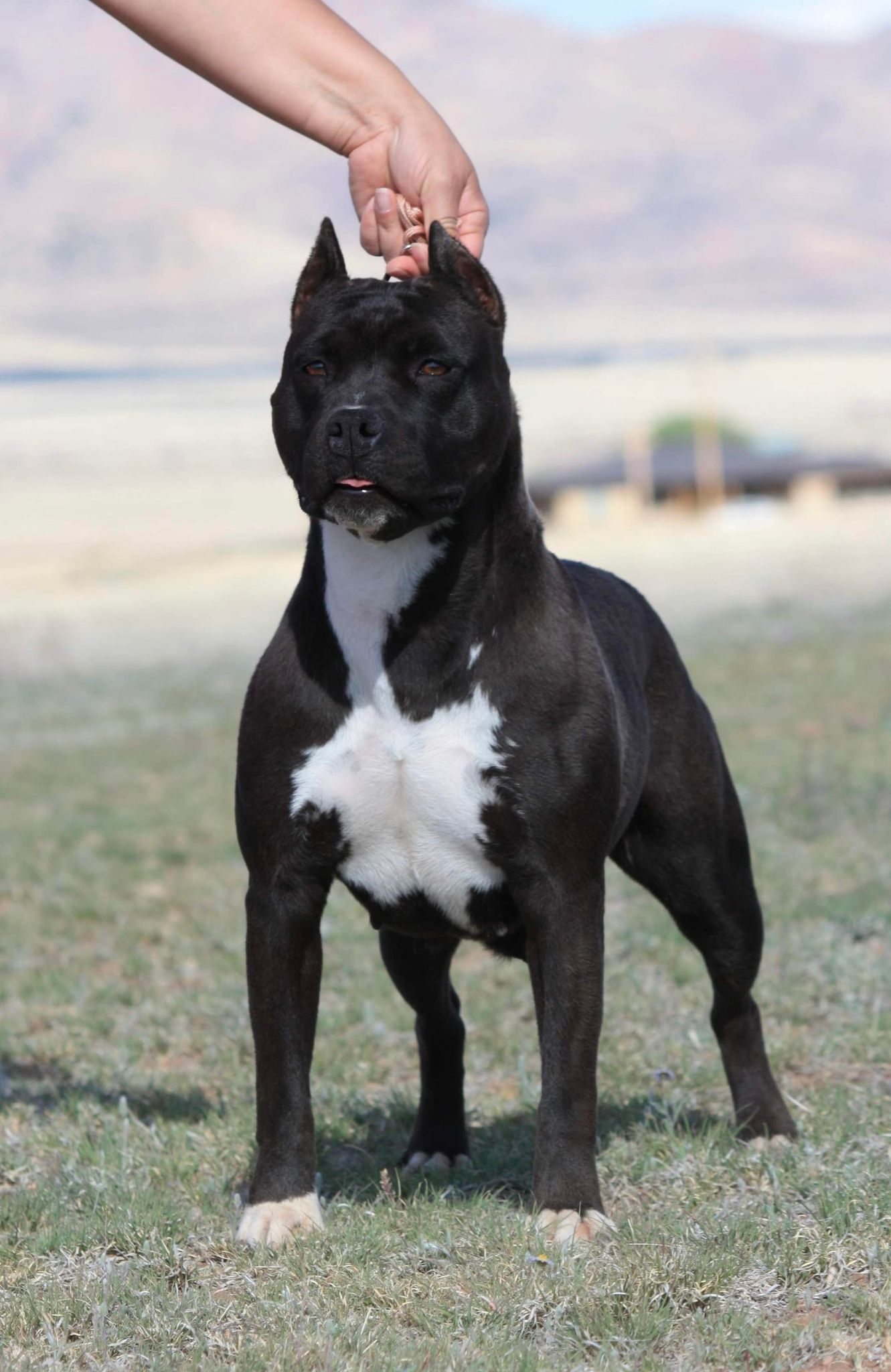 american staffordshire terrier puppies for sale in tucson arizona