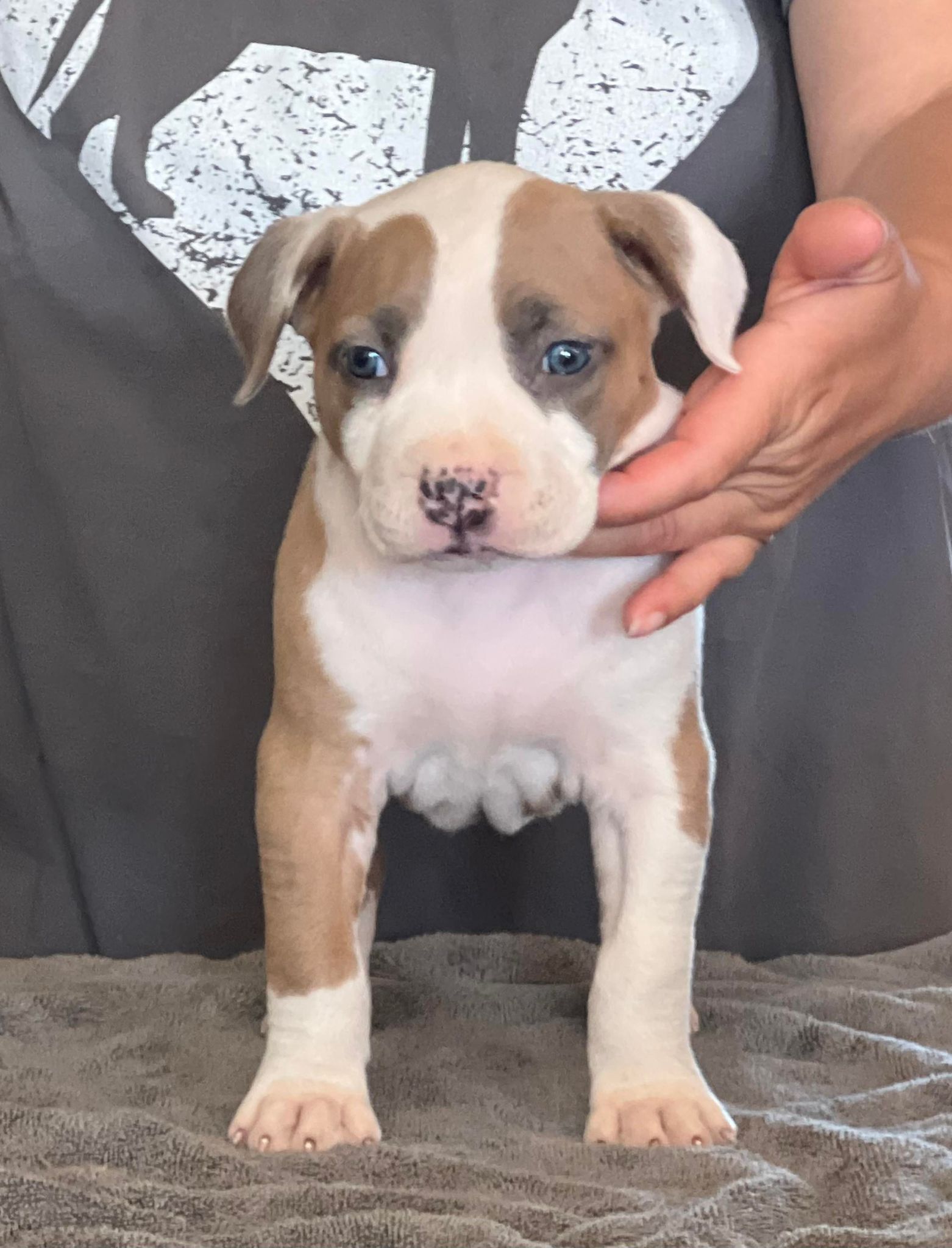 blue fawn american pit bull terrier puppies for sale in arizona