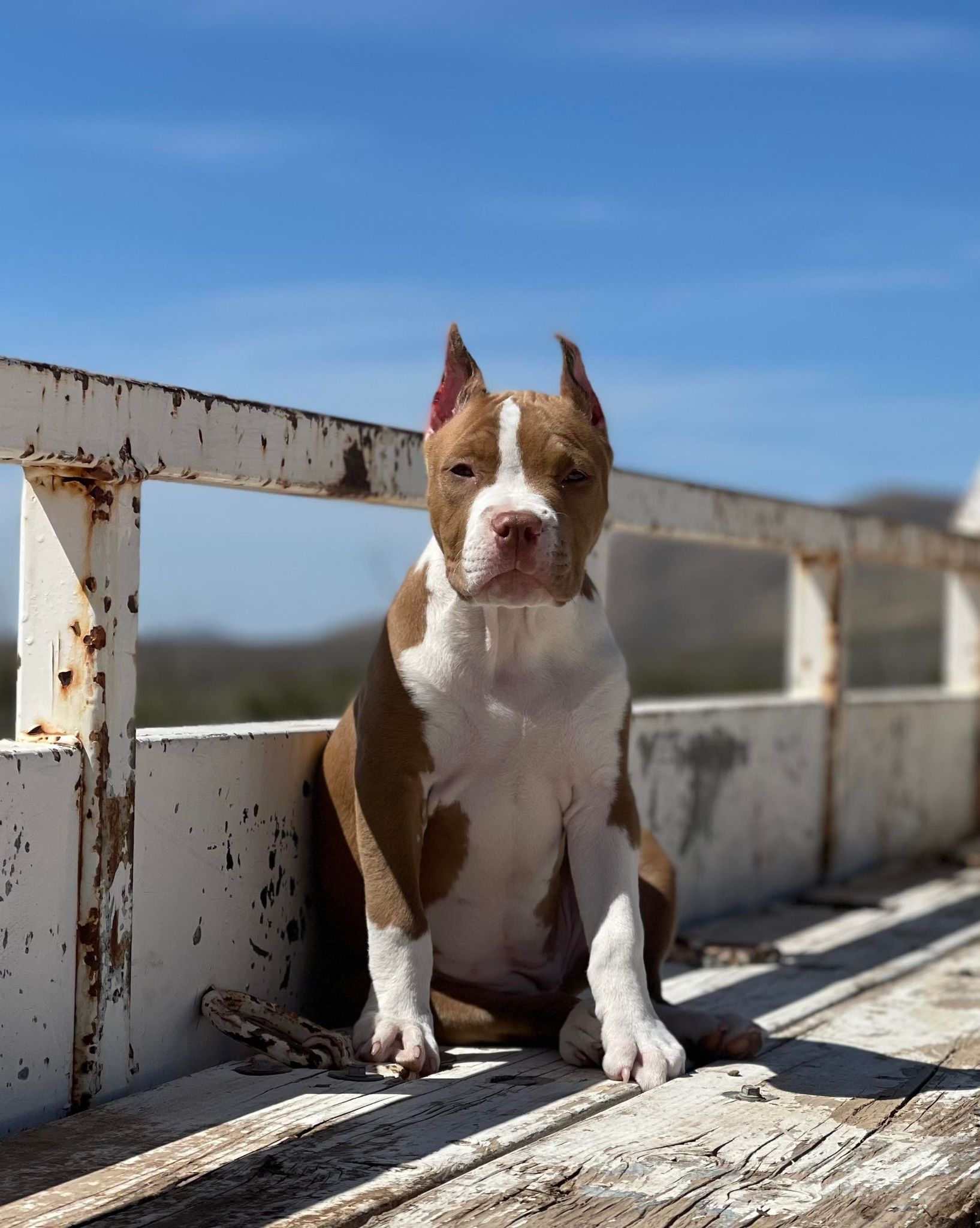 red nose american pit bull terrier puppy in hereford arizona