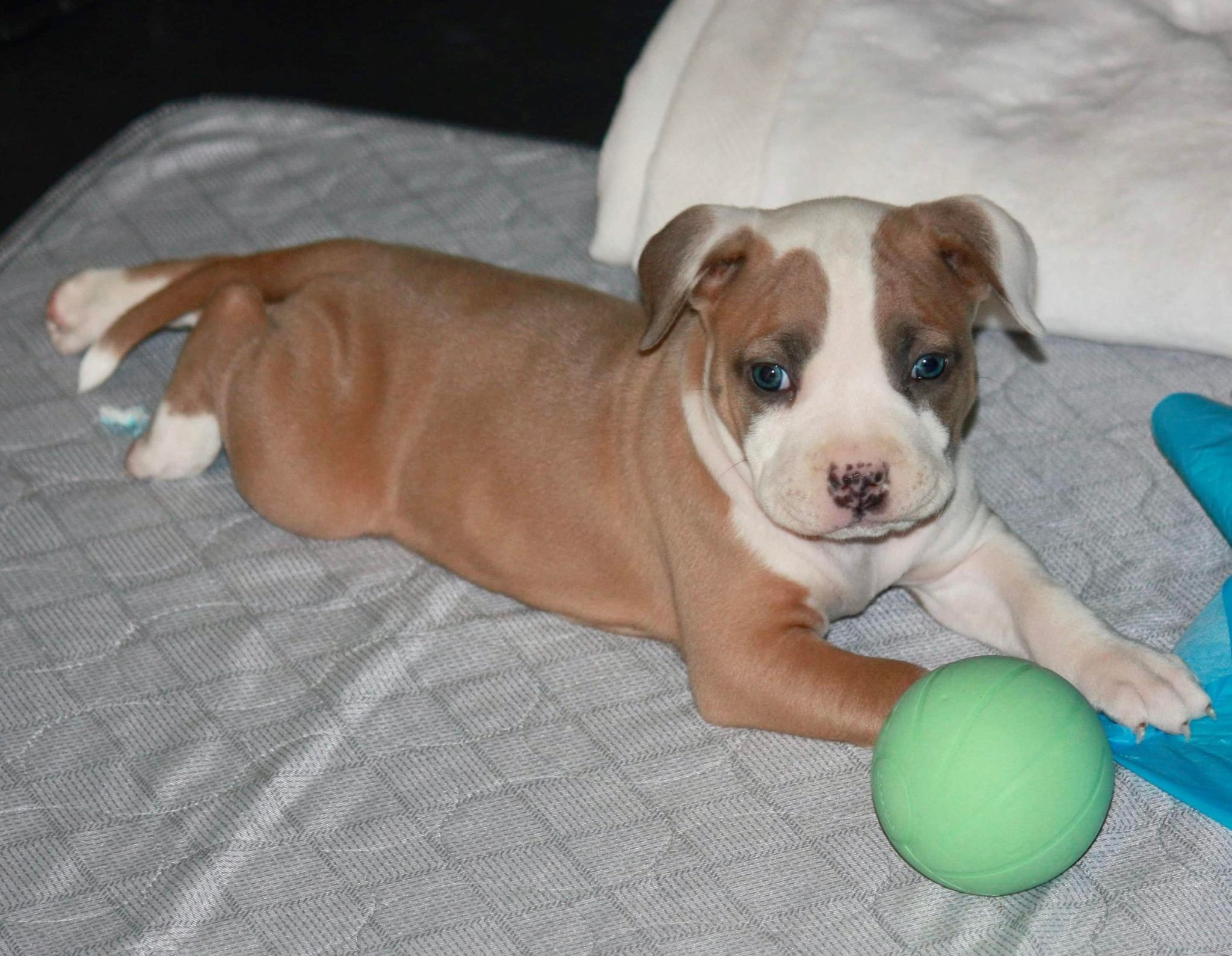 blue fawn american pit bull terrier puppies for sale in arizona