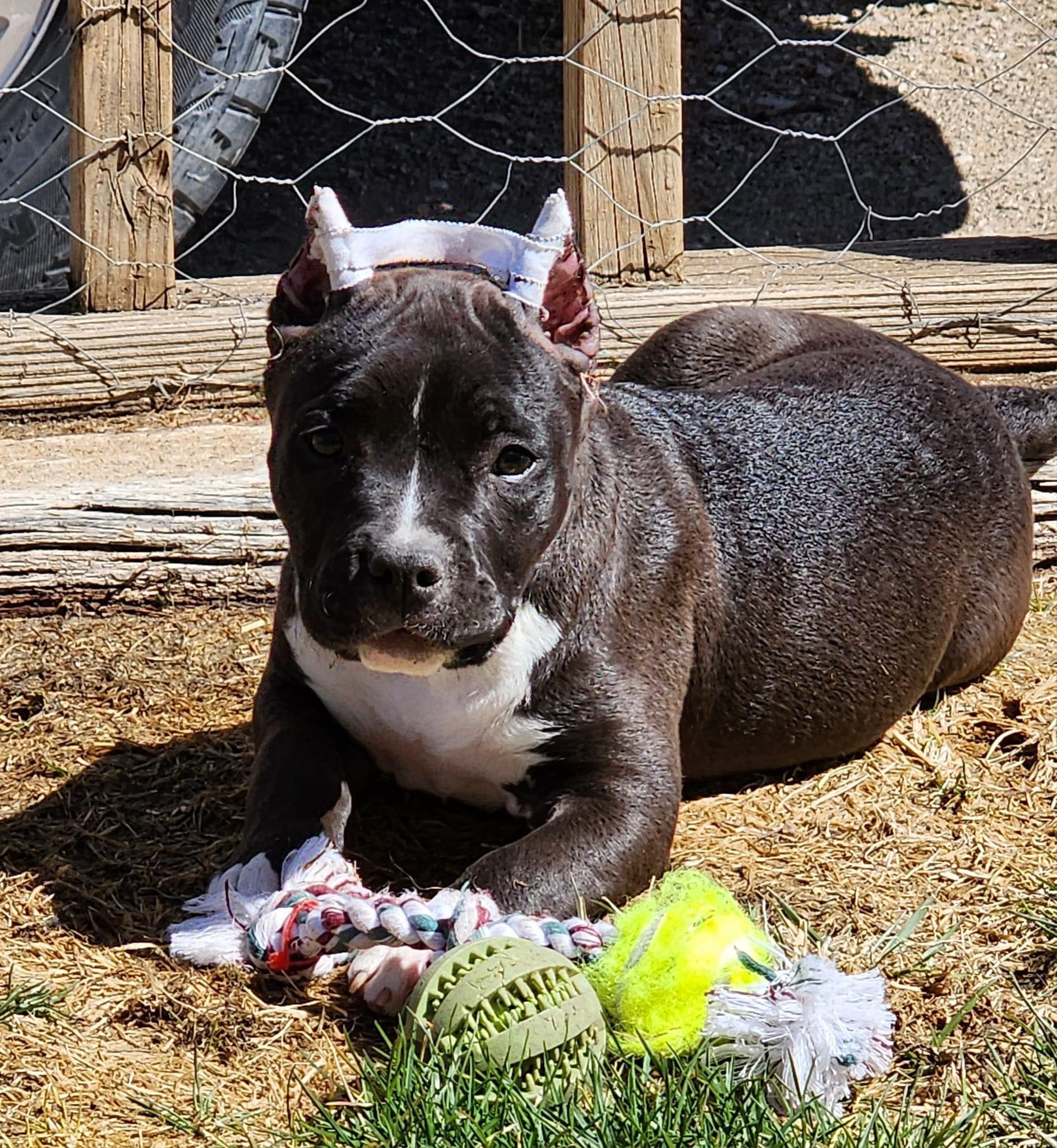 Best american pit bull terrier puppies for sale in the US