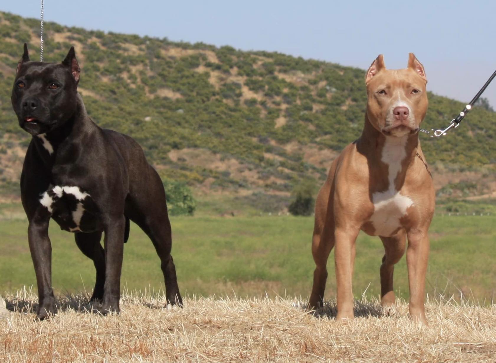 mother and daughter american pit bull terriers