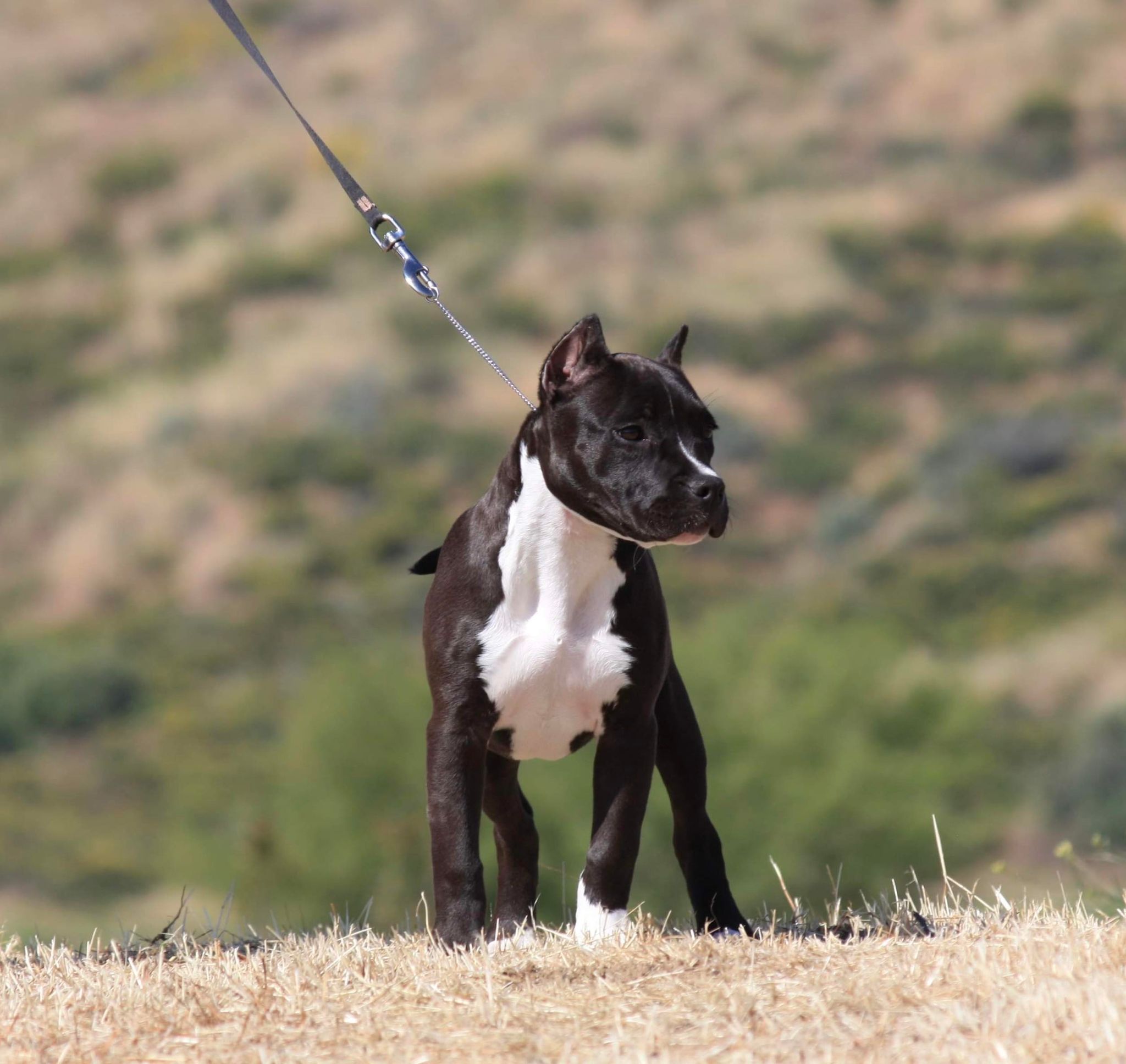 black and white american pit bull terrier puppy in Hemet california