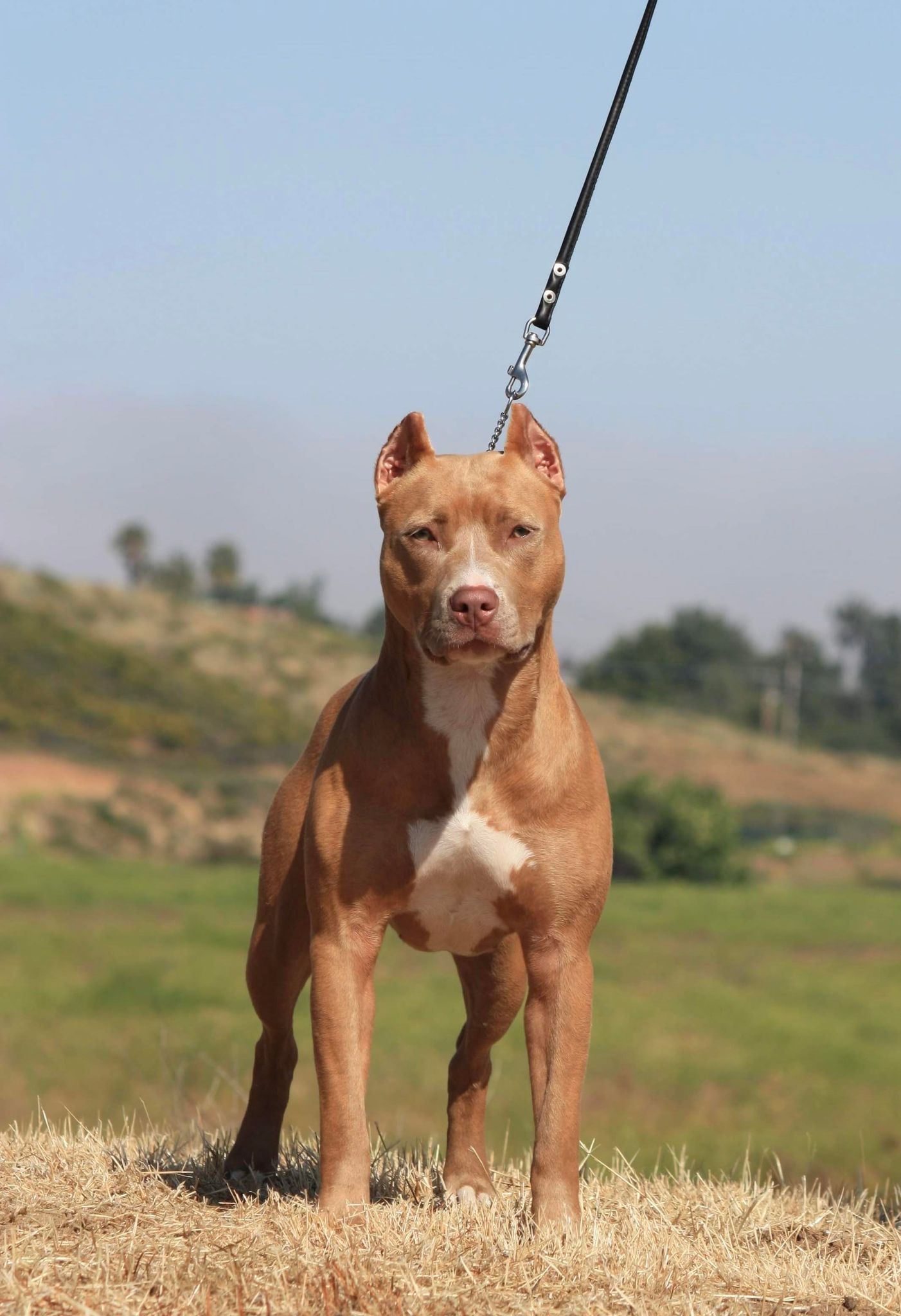 show quality rednose american pit bull terrier l in hemet california