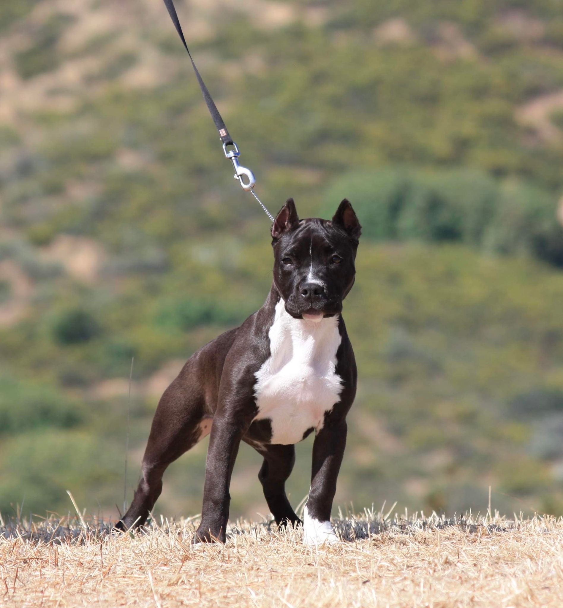 show quality american pit bull terrier l in hemet california