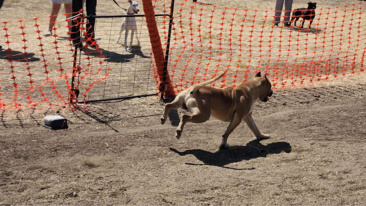 show quality bluenose american pit bull terrier l in hemet california