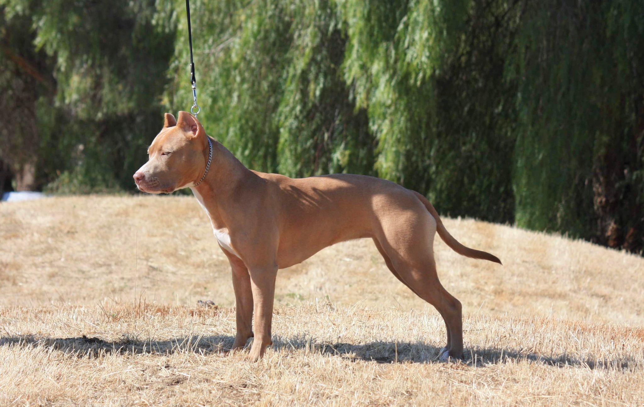 Champion Red nose american pit bull terrier in hemet california