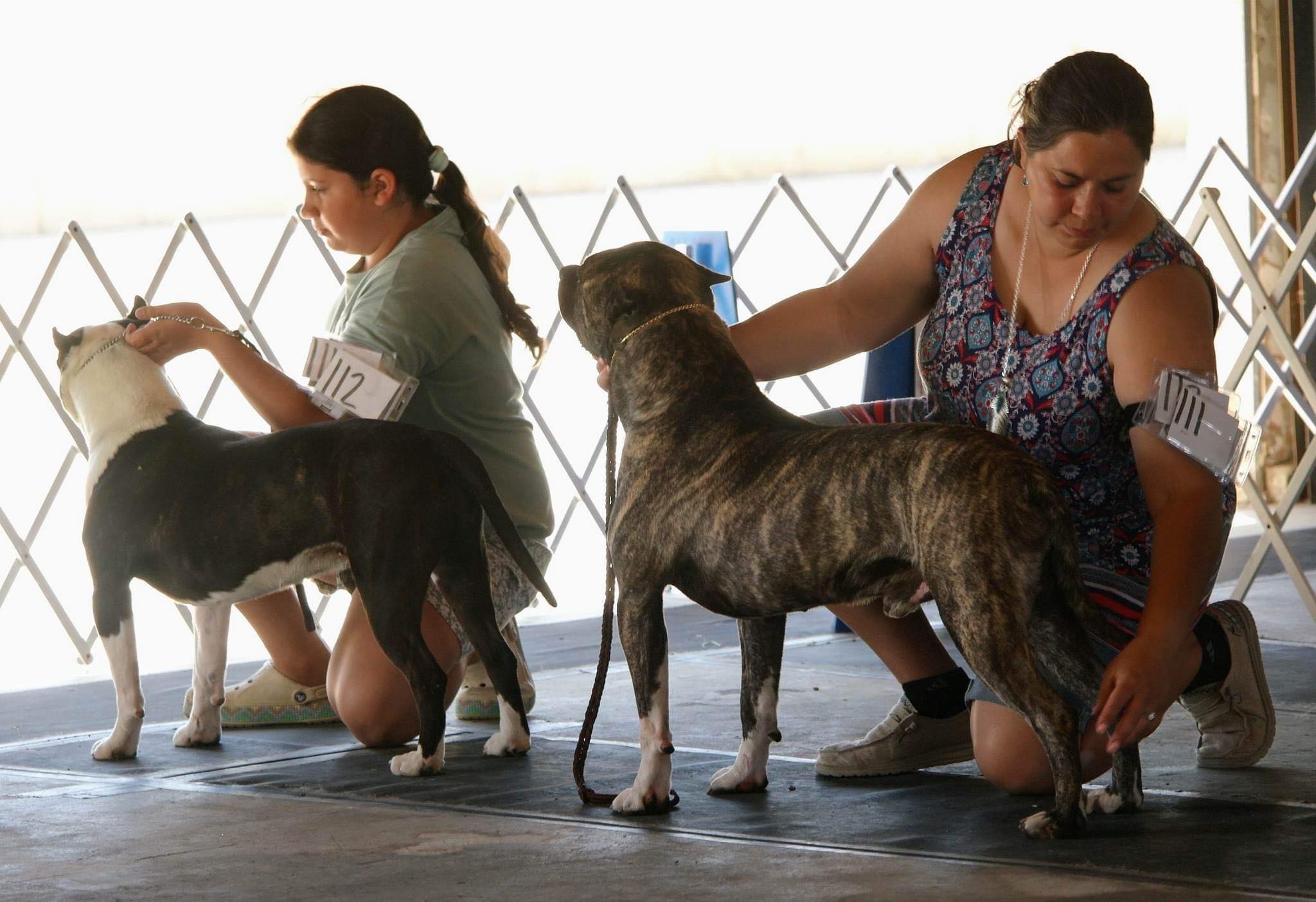 american pit bull terrier show dogs in california