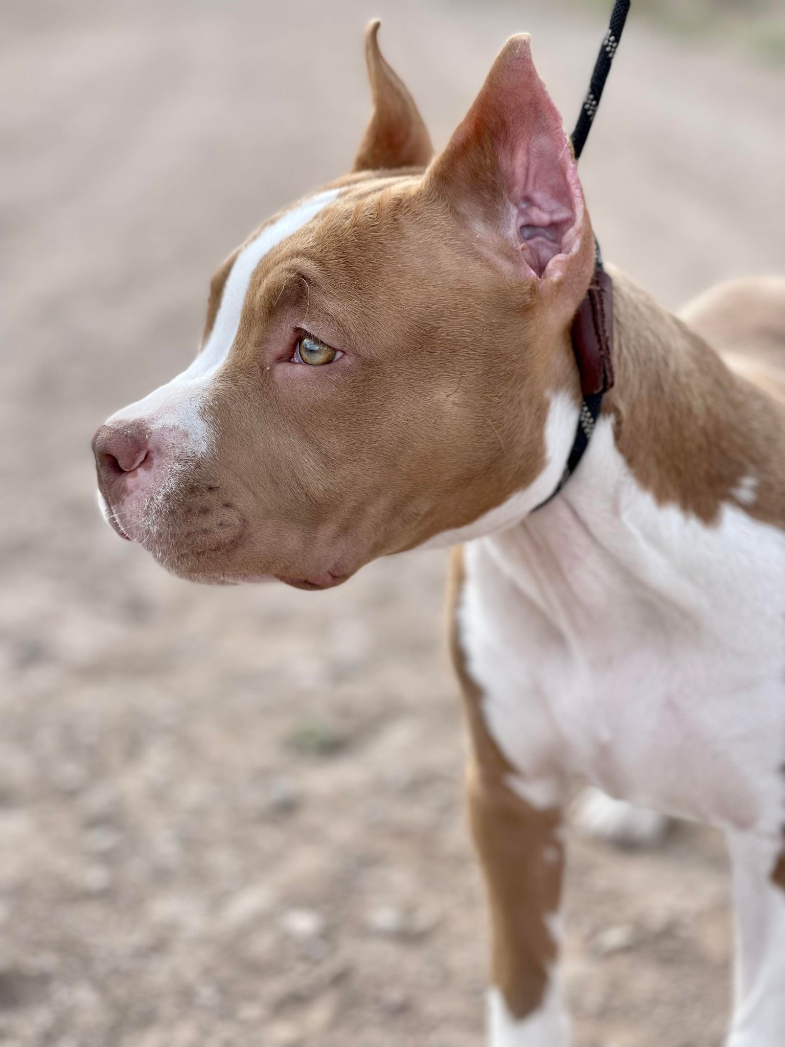 chocolate red nose american pit bull terrier puppy in Hereford arizona