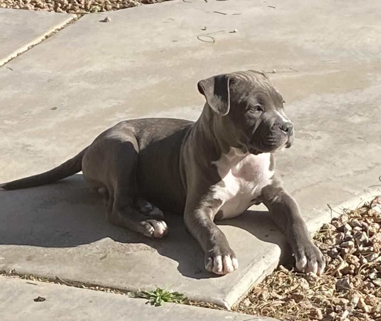 Blue american pit bull terrier puppy in california
