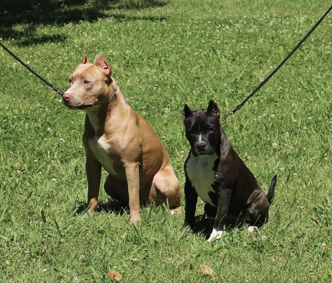 champion american pit bull terriers in Citrus Heights California