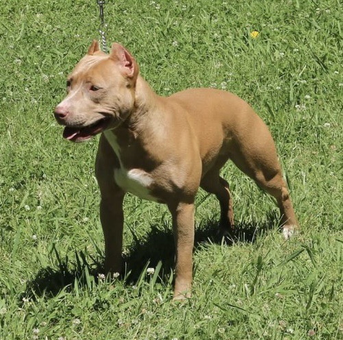 champion red nose american pit bull terrier in Citrus Heights California