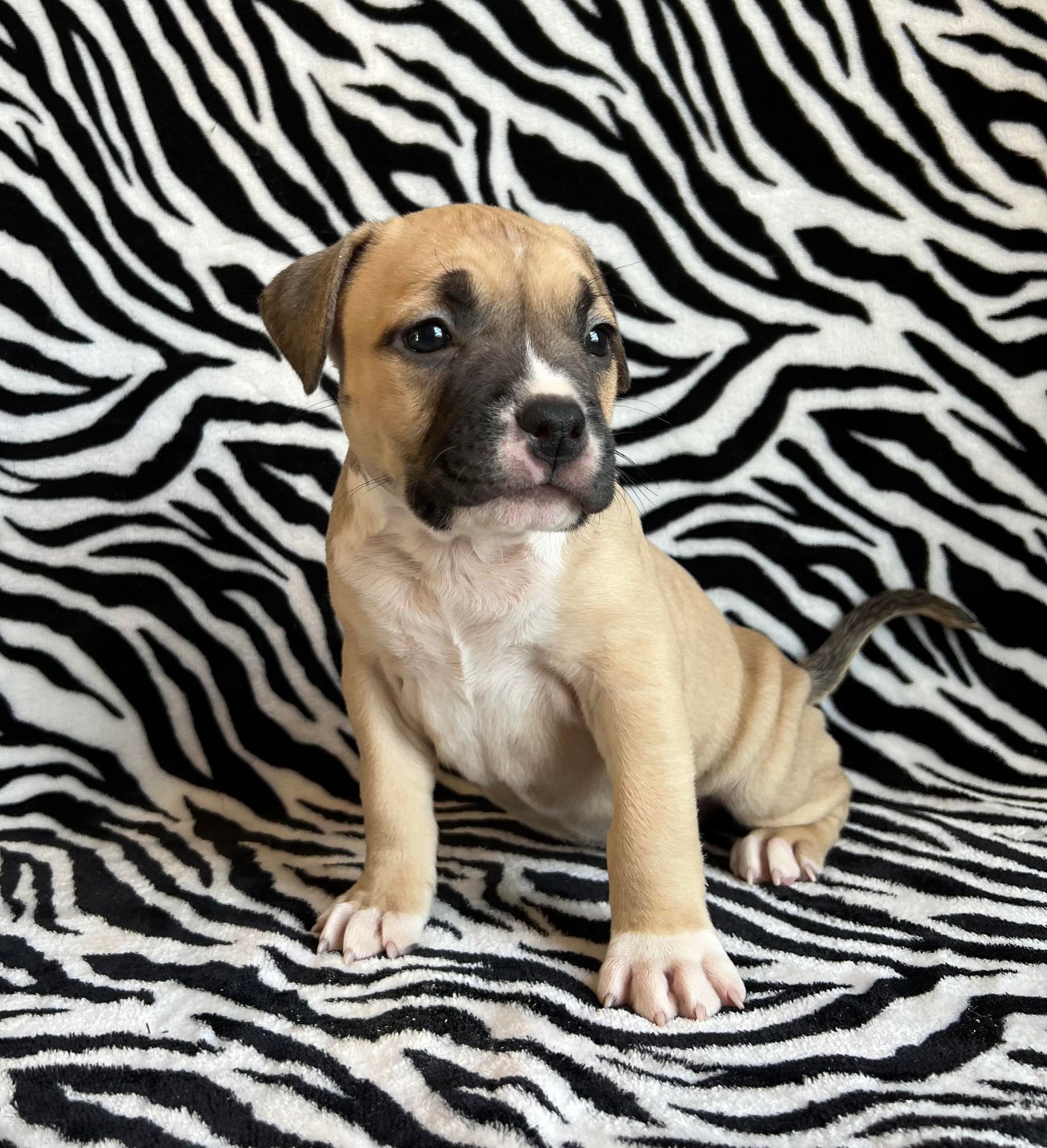 american pit bull terriers for sale in arizona usa