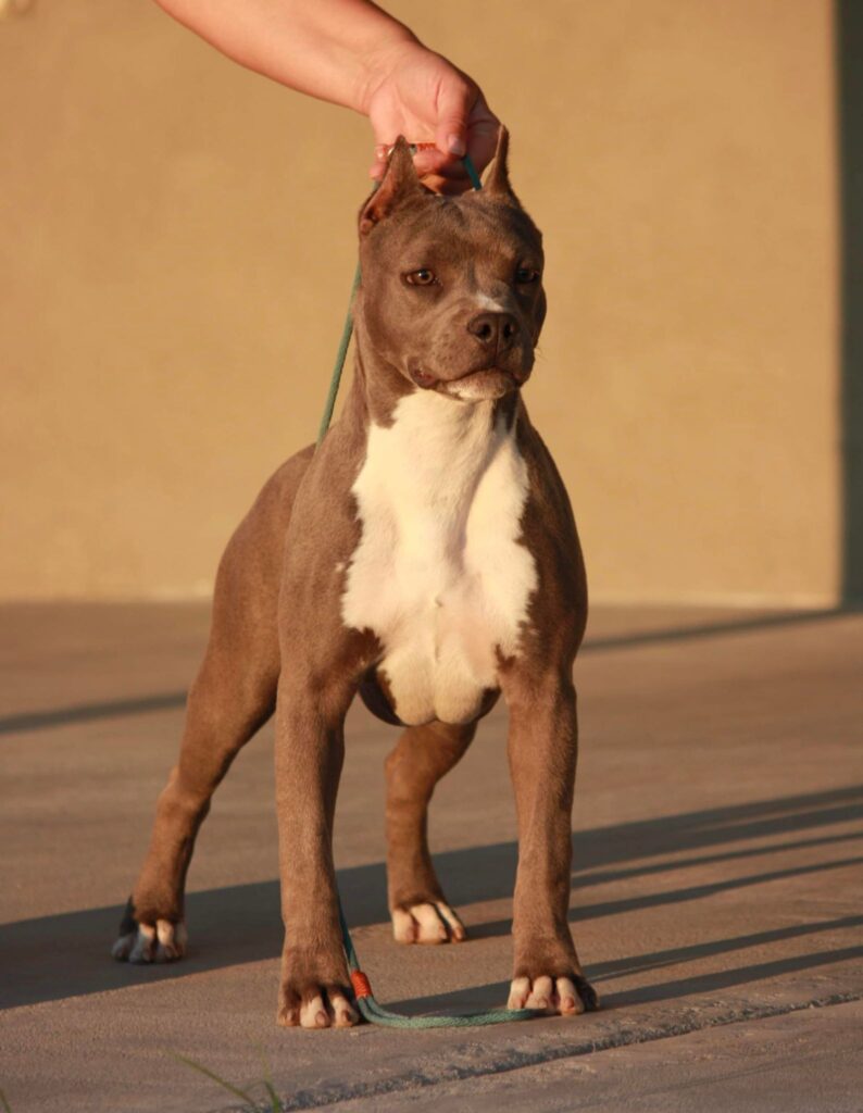 blue american staffordshire terrier puppy in the usa