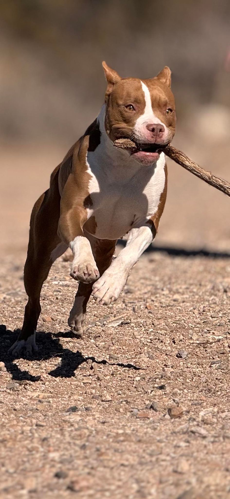 red nose american pit bull terrier in arizona