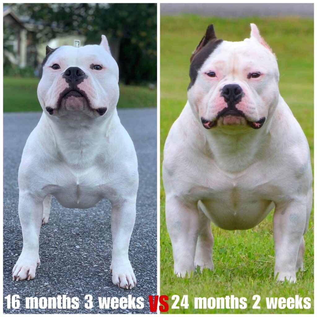 physical dog development 12-24 months