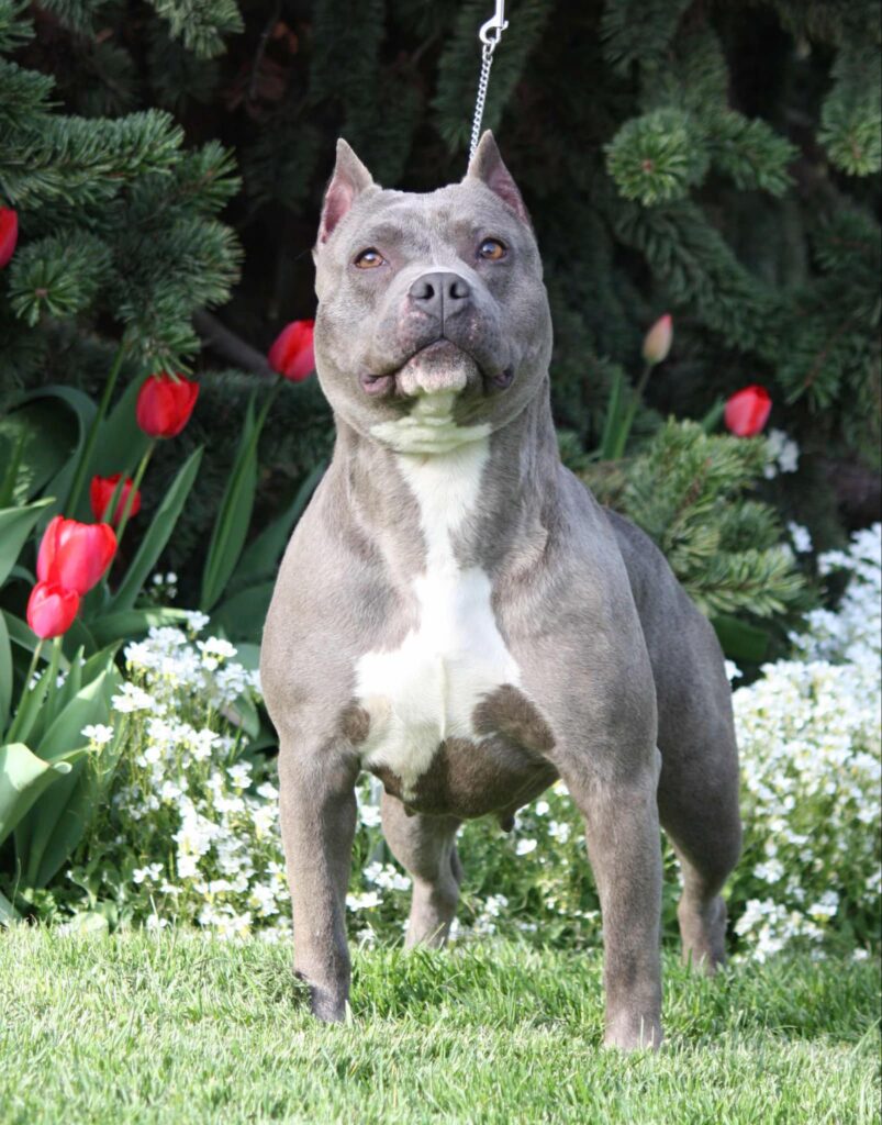 Best american pit bull terrier breeder in the usa
