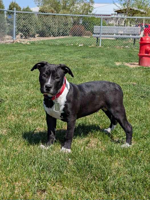 black pitbull puppy in Minnesota