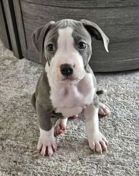 blue nose pit bull puppy in fort worth texas
