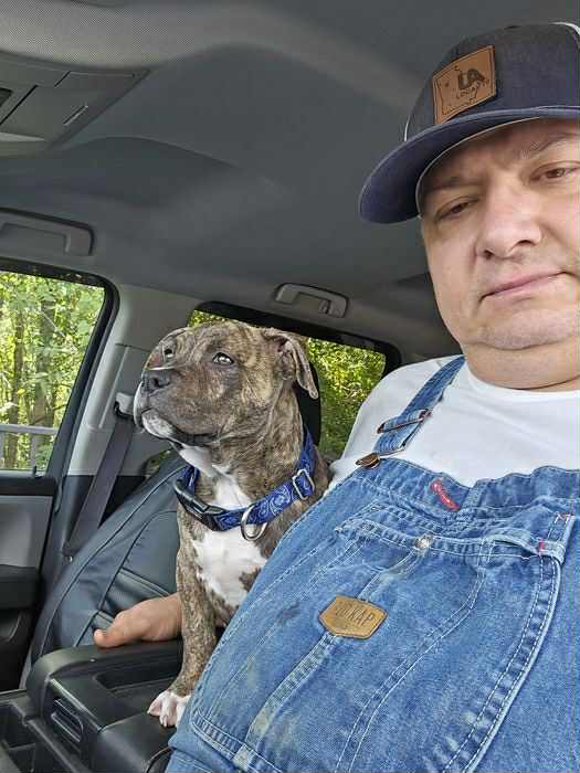 Brindle american pit bull terrier in Cisco Georgia