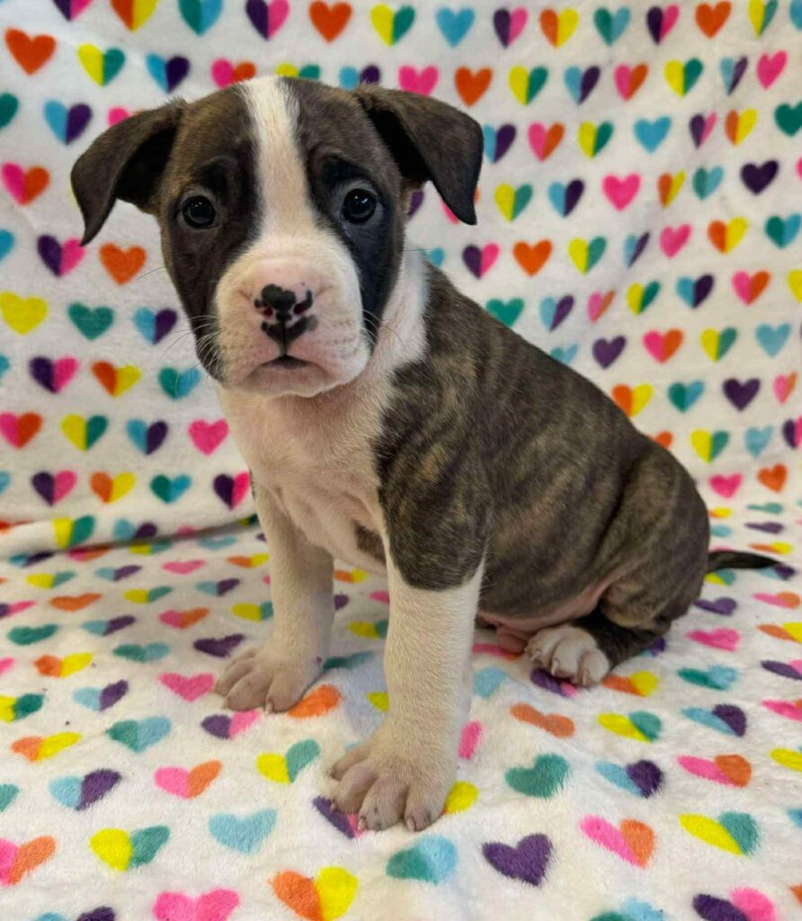 red brindle american pit bull terrier puppy on colorado