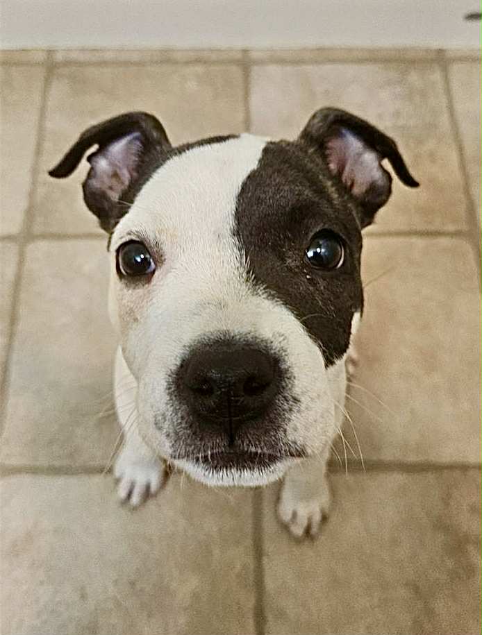 black brindle american staffordshire terrier in montana