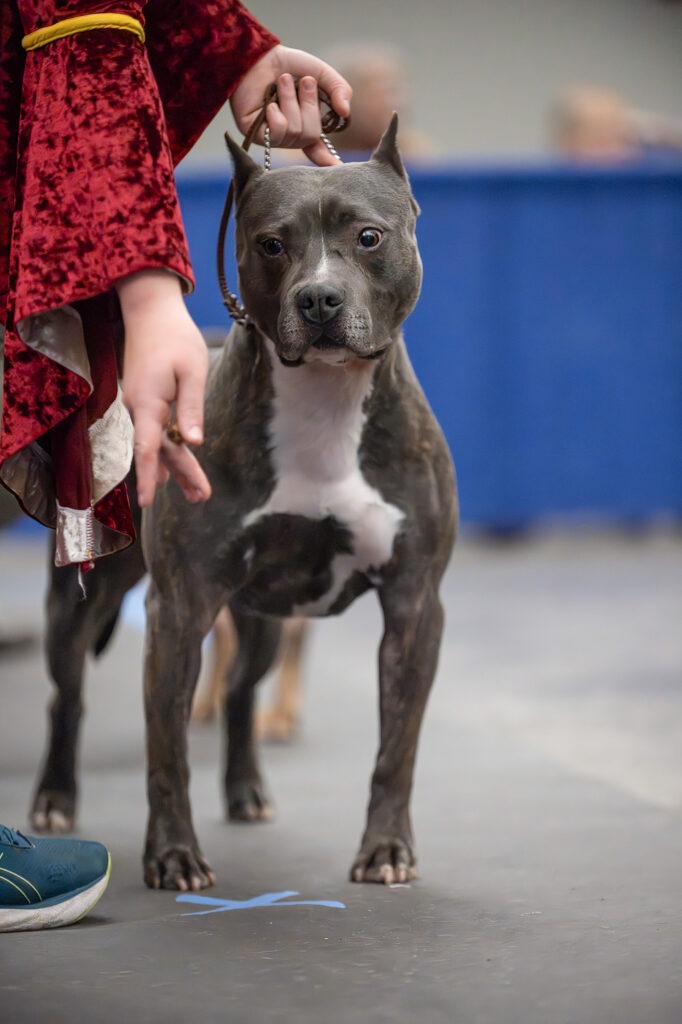 american pit bull terrier puppies for sale in the usa