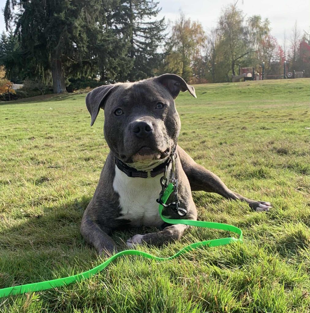 blue nose pit bull in lynnwood washington