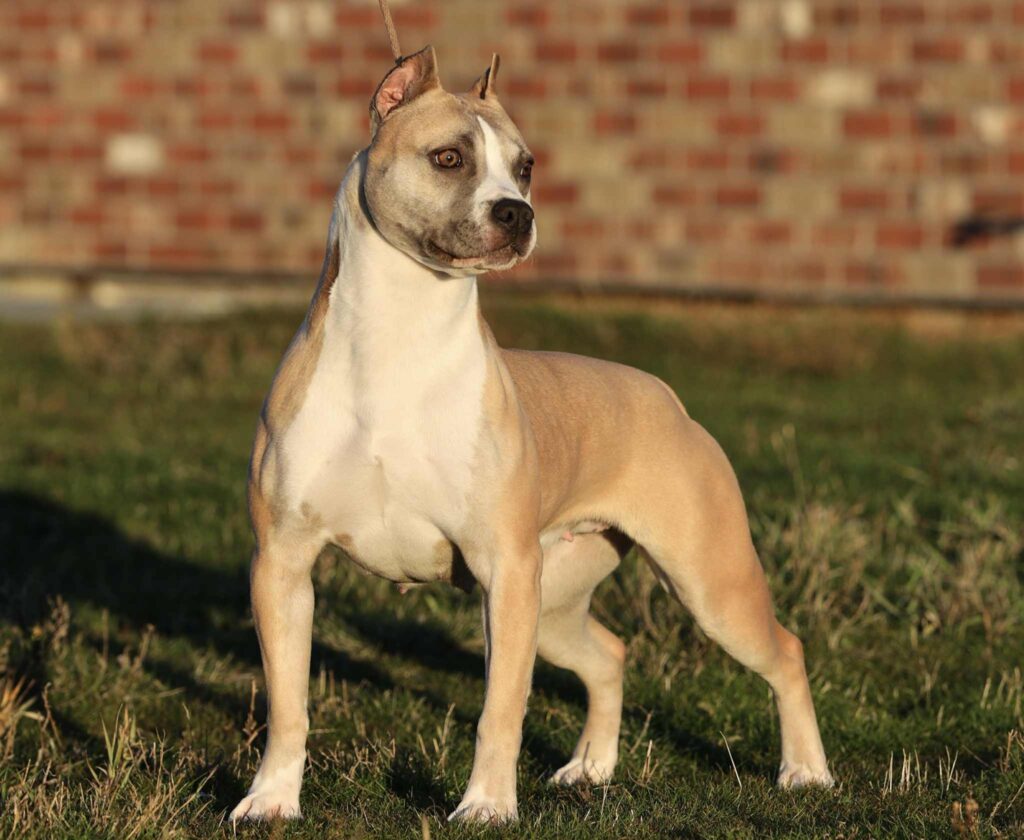 american pit bull terrier puppies for sale in the usa