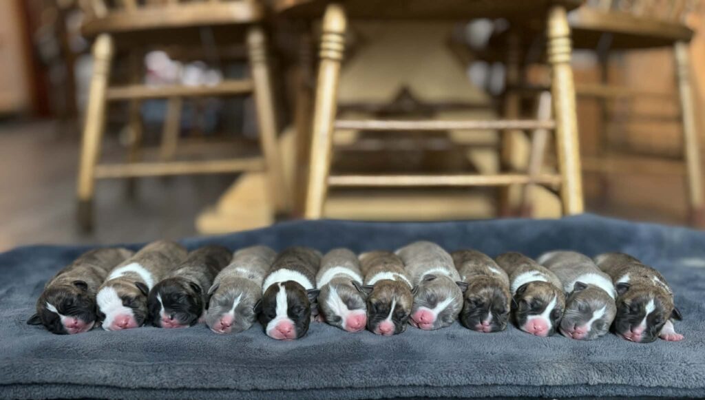 american pit bull terrier puppies for sale in the usa