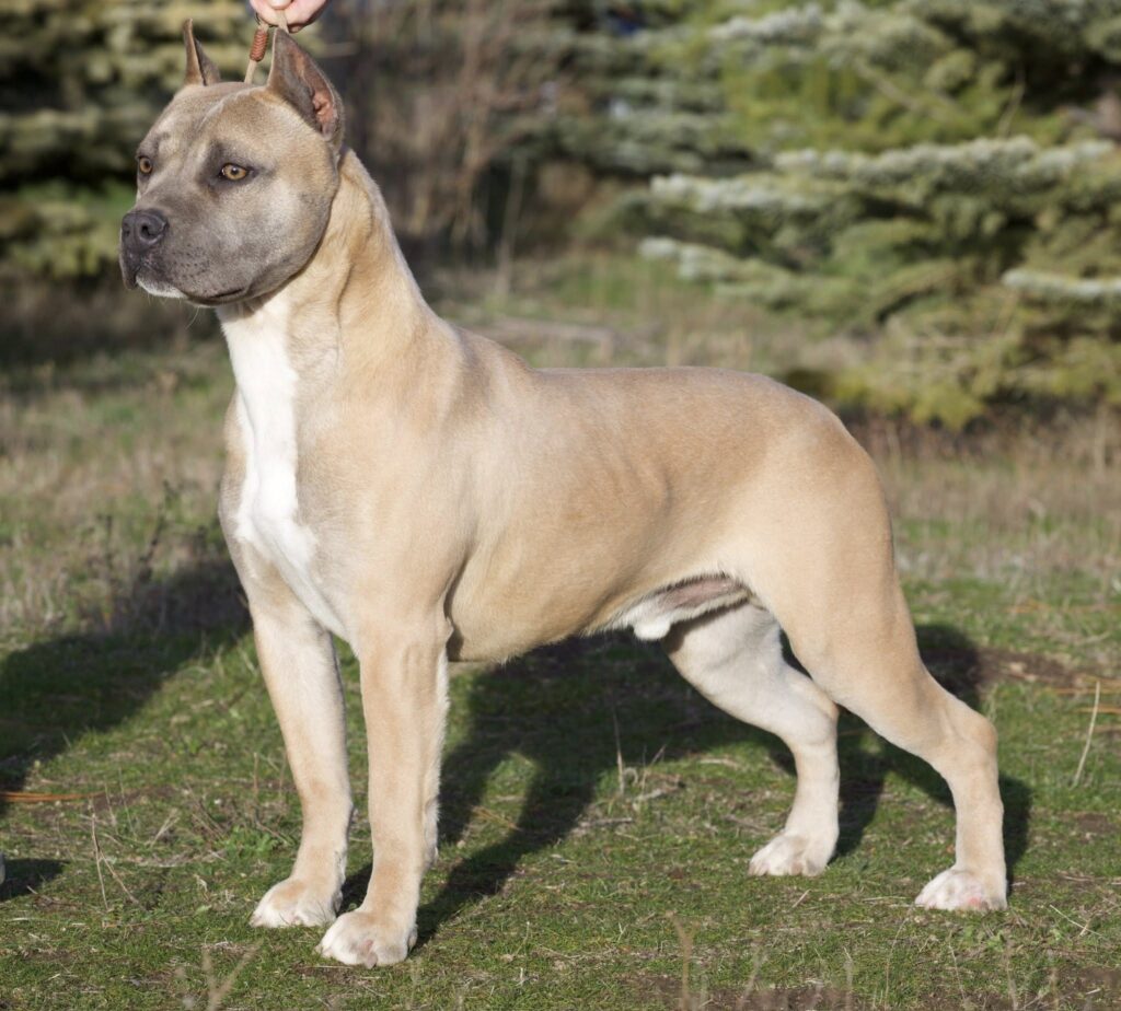 top rated american pit bull terrier breeder