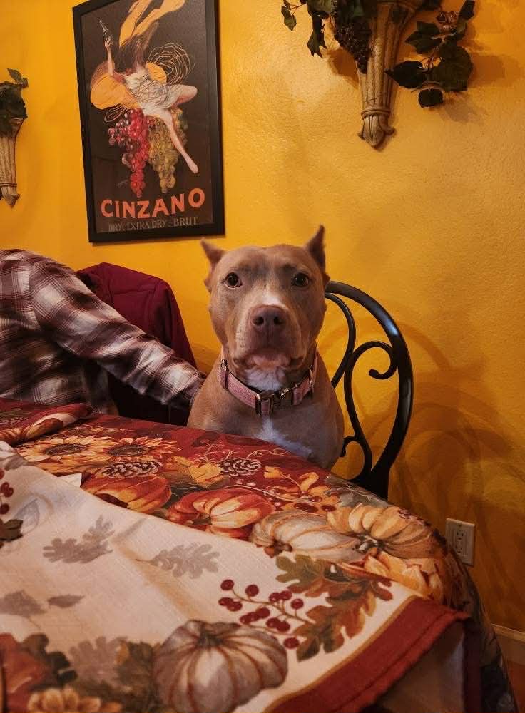 rednose pitbulls in the usa