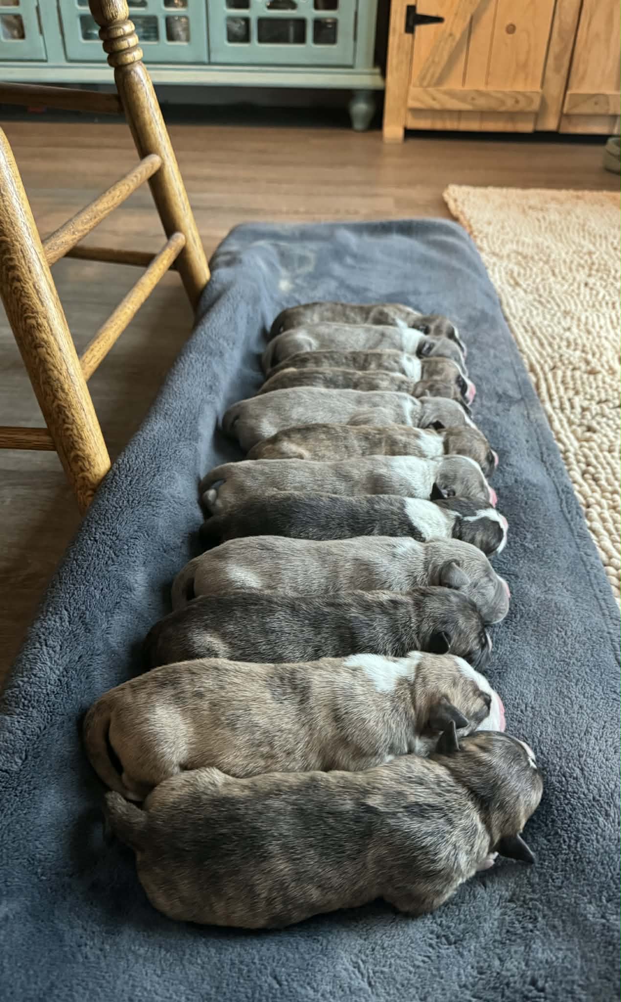 best pit bull breeder