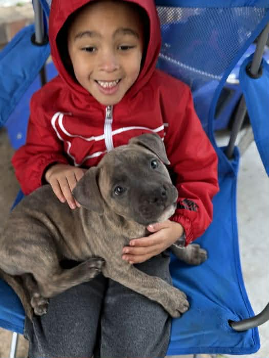 best pit bull breeder