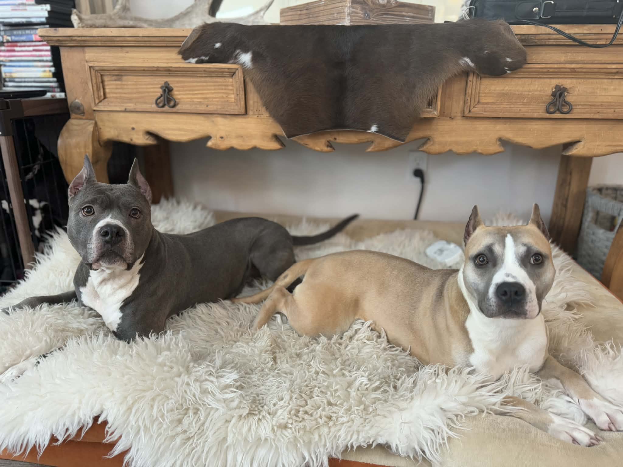 best pit bull breeder